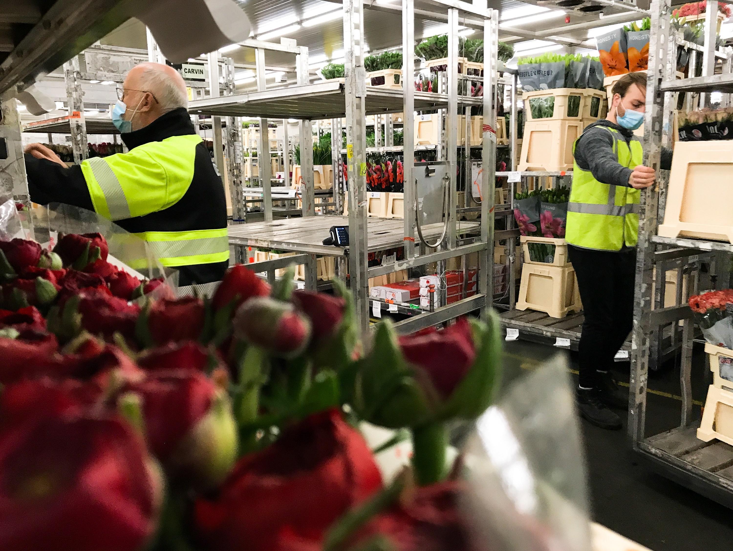 Medewerkers van de bloemenveiling in Eelde vullen de 'karren' voor winkeliers na de digitale veiling met bloemen.   