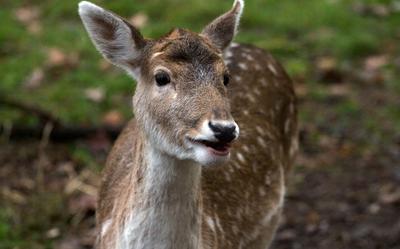 Damherten zijn niet welkom in Drenthe.