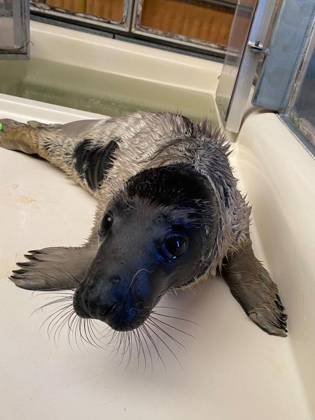 Zeehondencentrum Pieterburen heeft een bijzondere pup in de opvang: Ebbie, een melanistische grijze zeehond. 