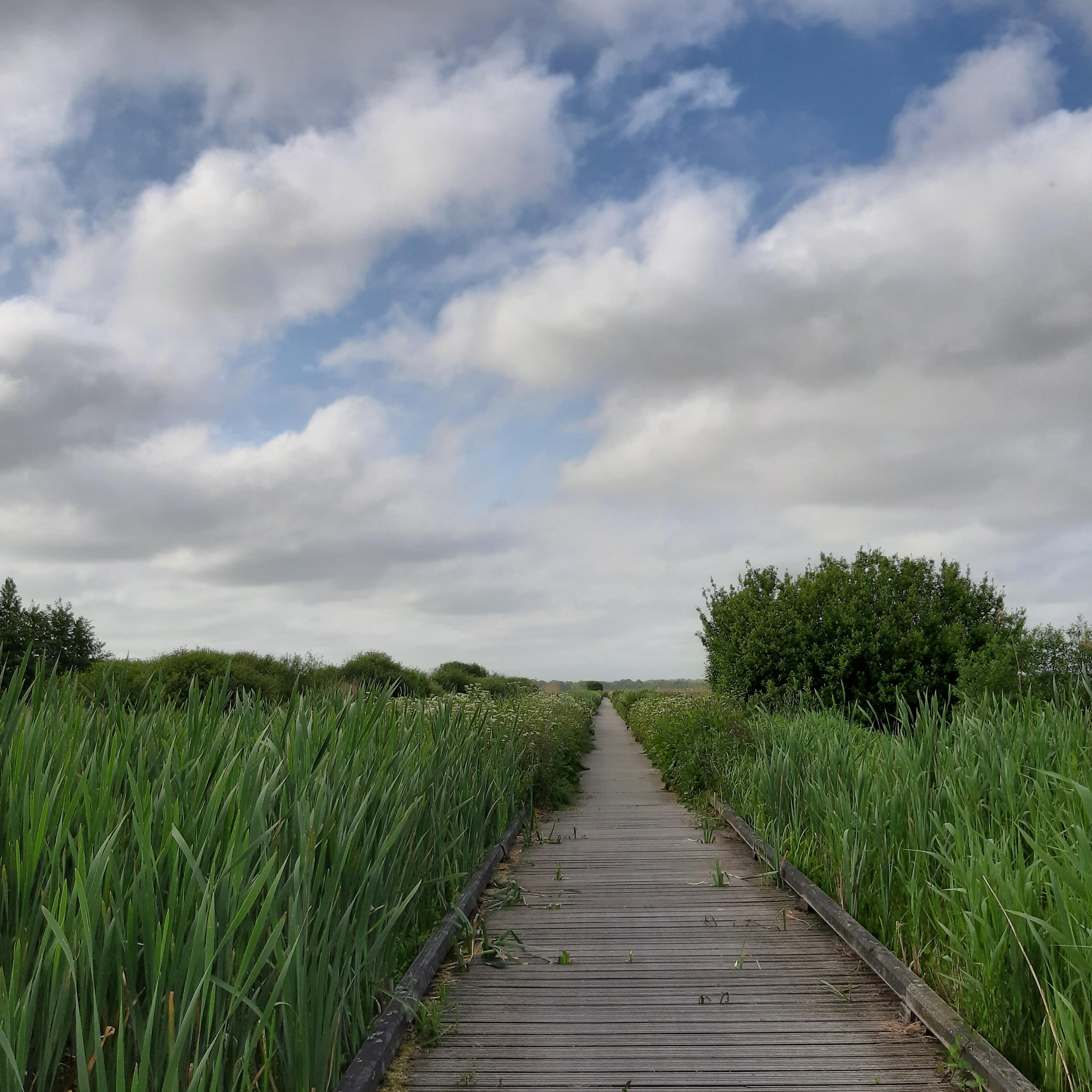Plankenpad in de Onlanden.