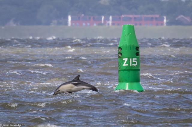 Een dolfijn springt uit het water bij de haven van Lauwersoog.