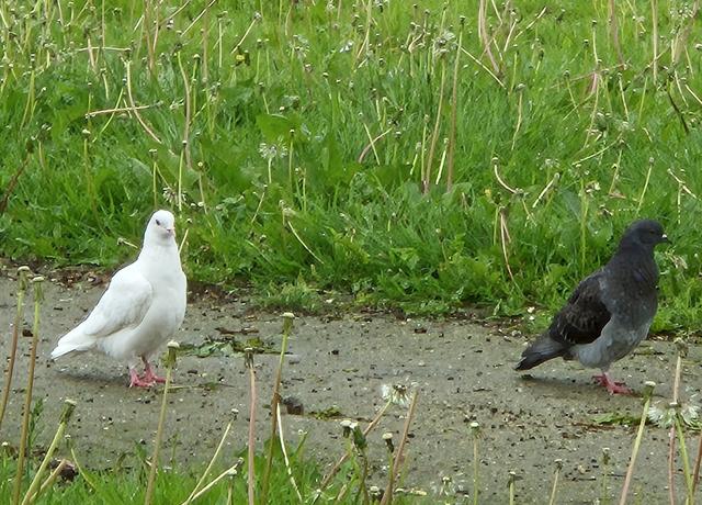 „In plaats van naar Zuid-Afrika te vliegen om de big five te zien, kun je ook naar de natuur in je eigen buurt kijken."