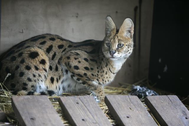 Serval.