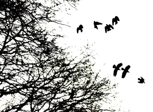 Roeken zorgen voor steeds meer overlast.