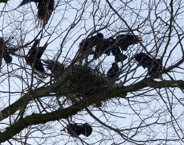 Roeken nestelen zich vlakbij elkaar in grote kolonies. Dit zorgt op veel plekken voor grote overlast.                   