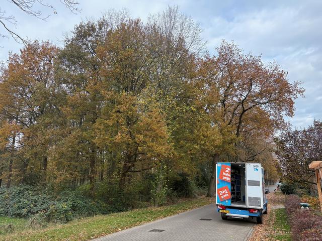 Een deel van de bomen waar de roeken in Emmer-Compascuum zich in hebben genesteld.