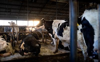Veel veehouders hebben tussen 2015 en 2019 een kleine uitbreiding gedaan, waardoor ze nu in de problemen zitten.