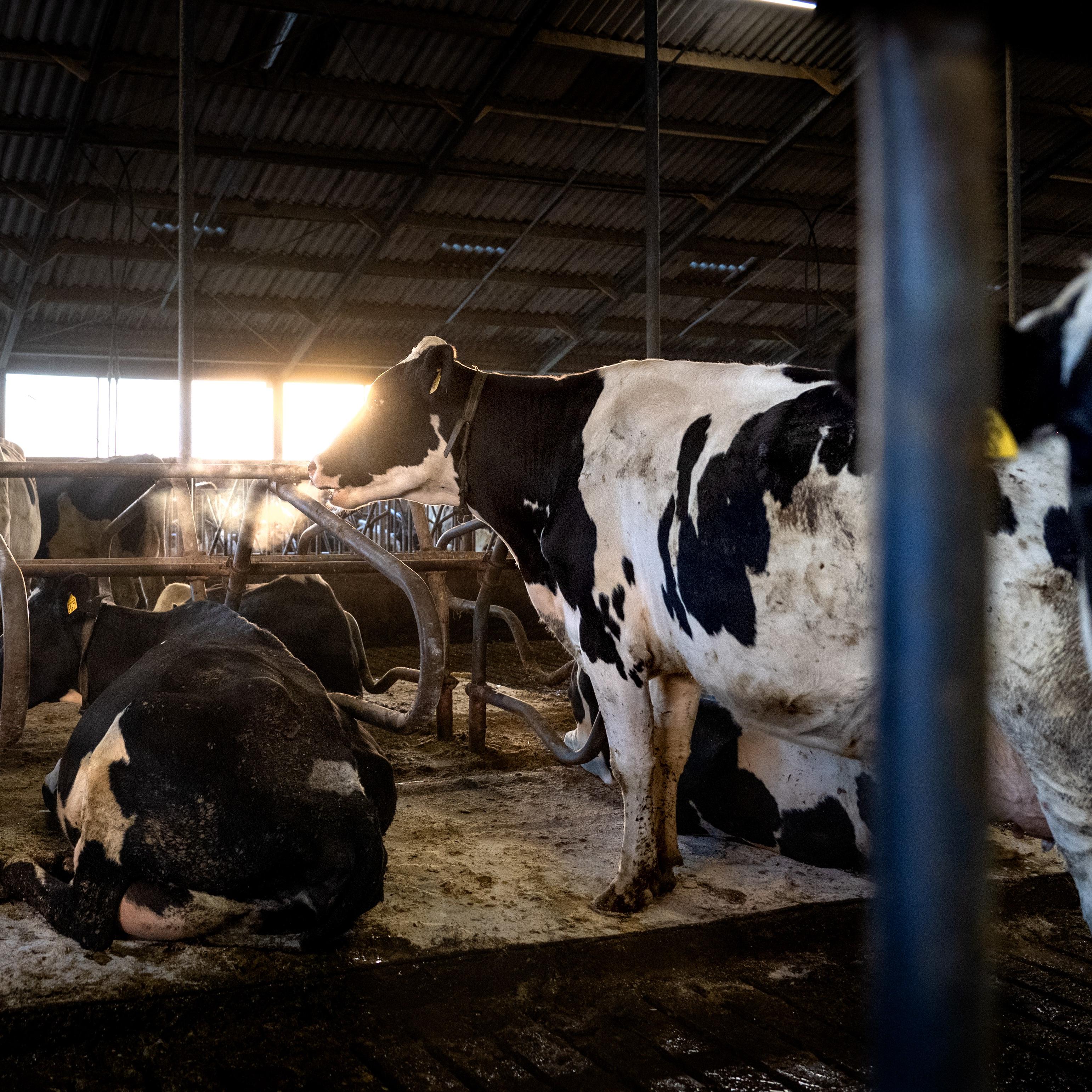 Veel veehouders hebben tussen 2015 en 2019 een kleine uitbreiding gedaan, waardoor ze nu in de problemen zitten.