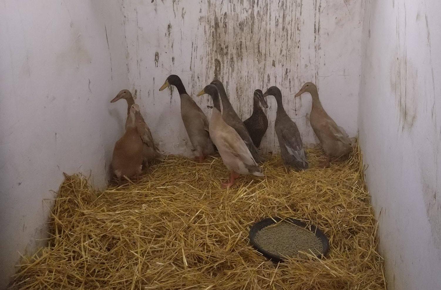 Onder de dieren ook een verwaarloosde eenden.