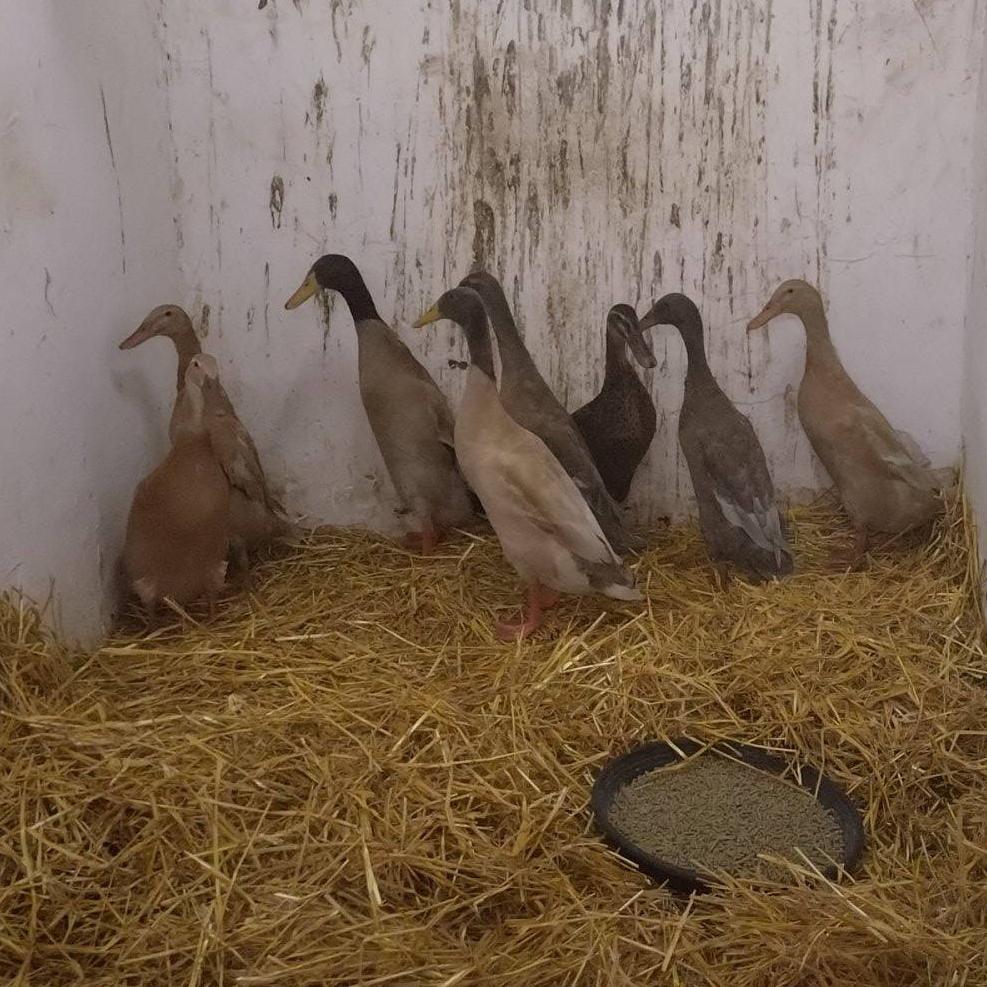 Onder de dieren ook een verwaarloosde eenden.