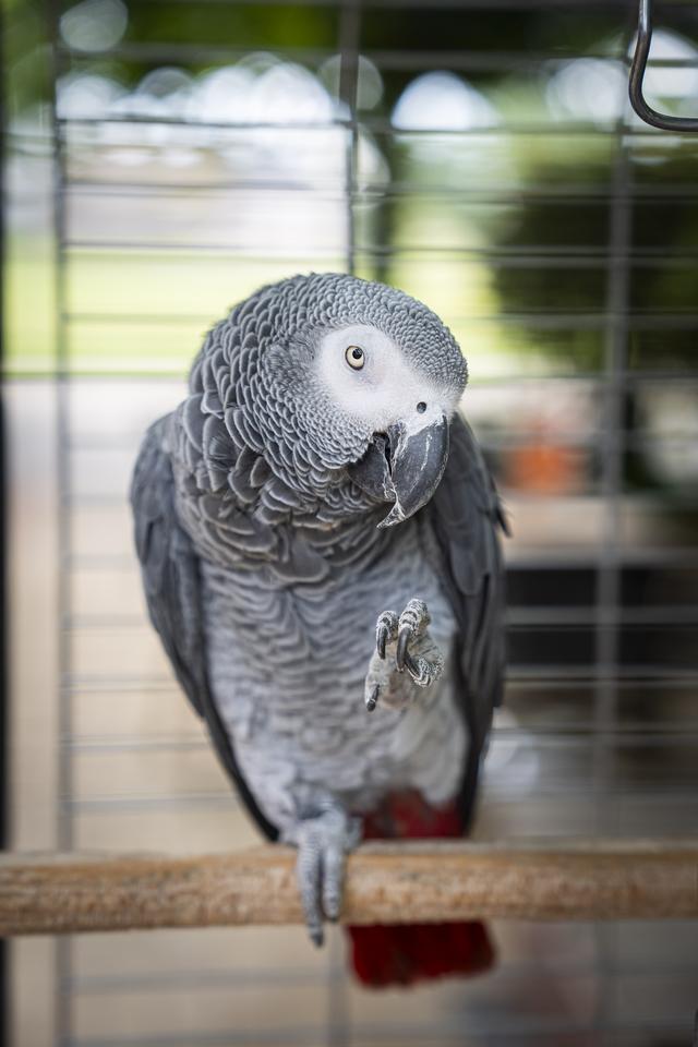 Papegaai Lorre kletst gasten van café Popken al 28 jaar de oren van de kop. 