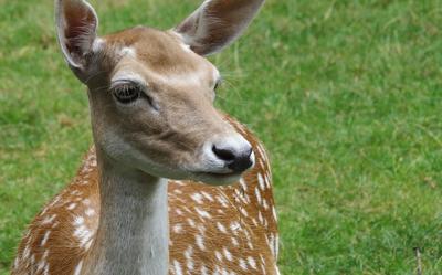 Damherten zijn eigenlijk niet welkom in Drenthe, zeker niet als ze zijn ontsnapt uit een hertenkampje of iets dergelijks.