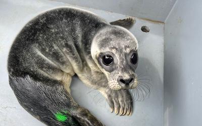 De zeehondenpup die dinsdagochtend een koord van een wensballon inslikte is al het vijftigste verstrikte jong van dit jaar.