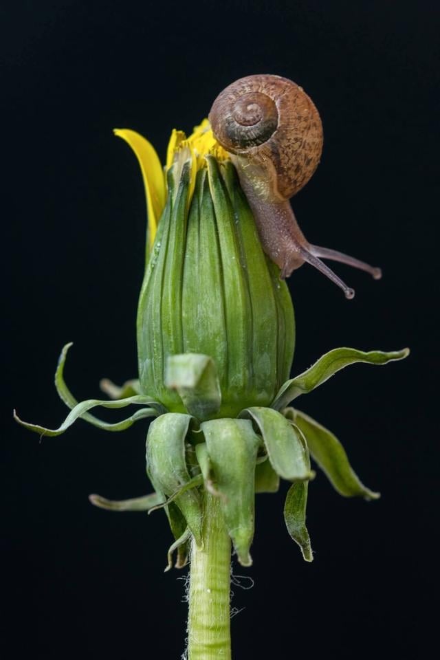Paardenbloemen zijn verschoppelingen