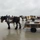 De paardenvissers van Oostduinkerke. 