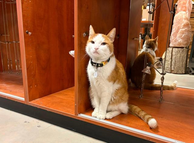 Nemo in de kast van LiAtelier, nu het nog kan.