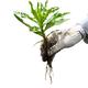 'We planten we in onze tuin toch liever een langjarige struik of boompje dan onkruid'.