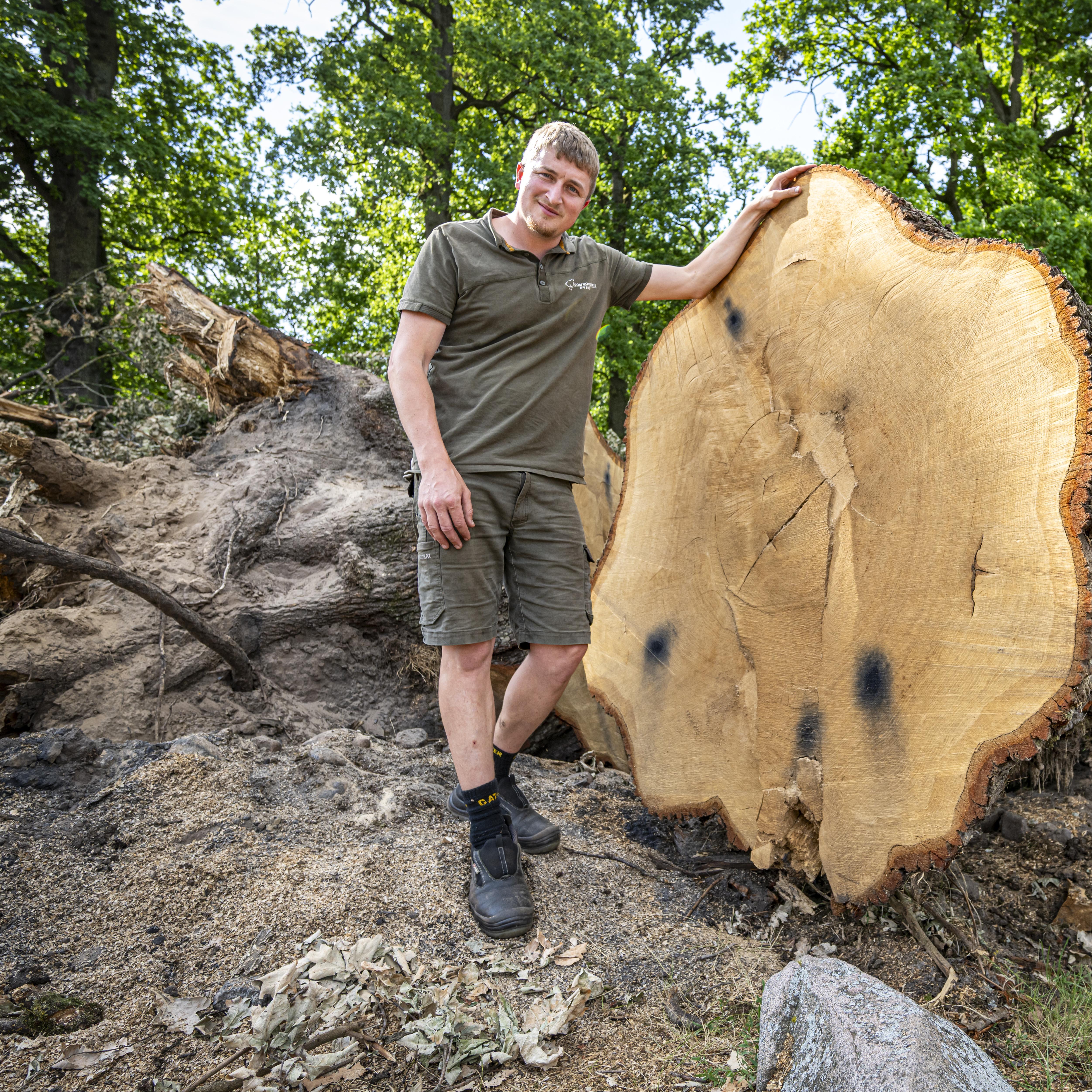 Stefan Oving van Boomrooierij Oving staat bij een grote oude eik die op 20 juni is omgewaaid in Odoorn.