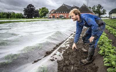 Akkerbouwer Berjan Westerdijk probeert zijn kostbare pootaardappelen met gaas te beschermen.
