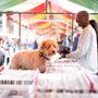 Hondje op de platenbeurs in Groningen.
