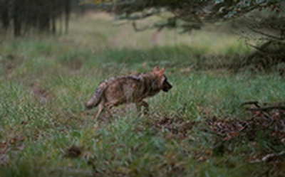 De aanwezigheid van de wolf in Drenthe leidt tot felle discussies.