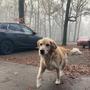 Boef gaat aan de wandel in de buurt van Spier.