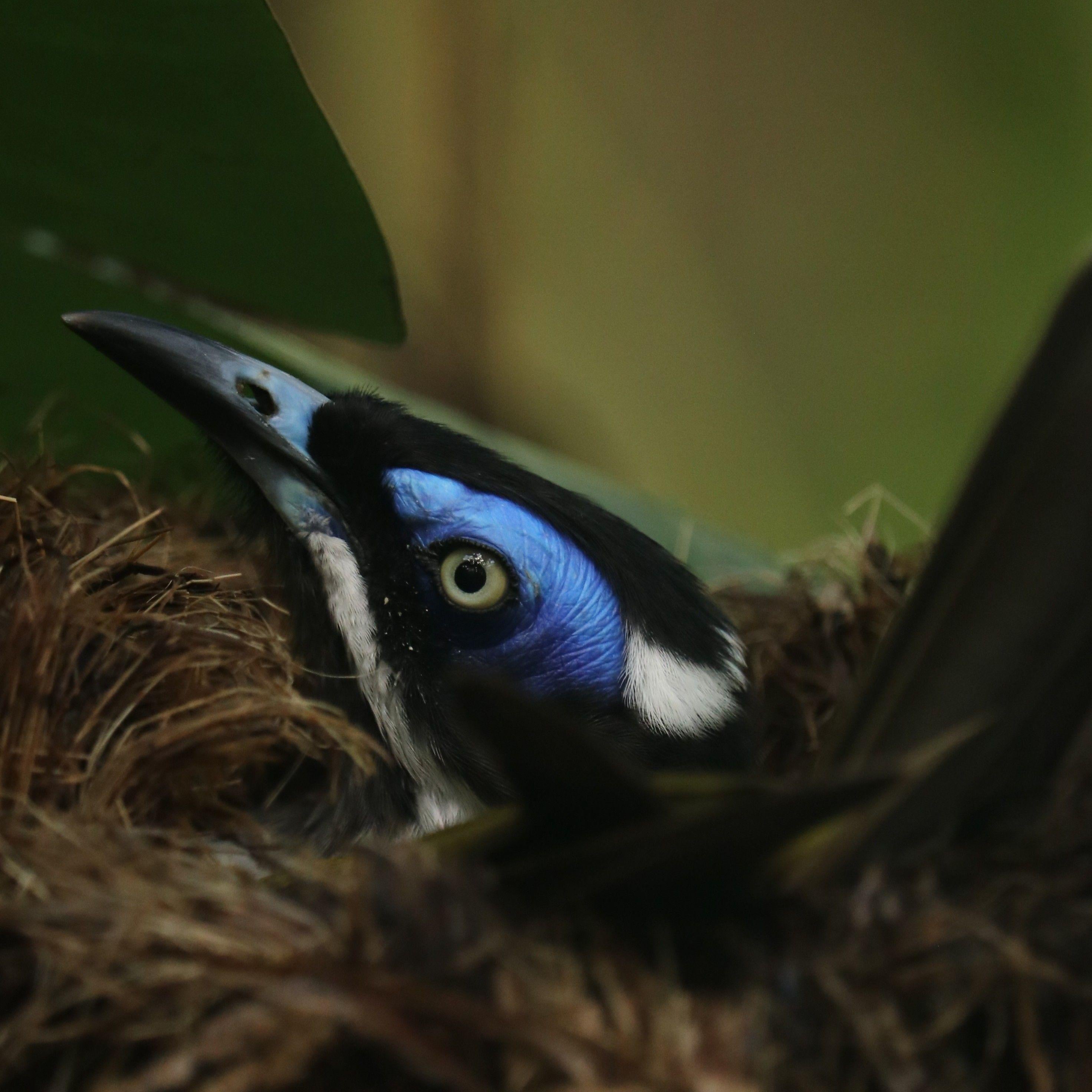 De blauwwanghoningeter is een vogel uit Australië.