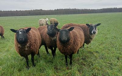 De overgebleven vier drachtige ooien, een dekram en tien lammeren staan nog in de wei. De dieren binnen zetten is voor Johan en Matine Kamps uit Zweeloo geen optie. ,,Dat is niet goed voor de schapen. Ze hebben vrijheid nodig.”
