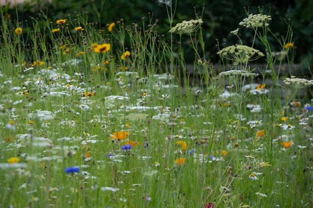 'Hoewel er meer natuurgebieden bijkomen, blijft de biodiversiteit afnemen.'