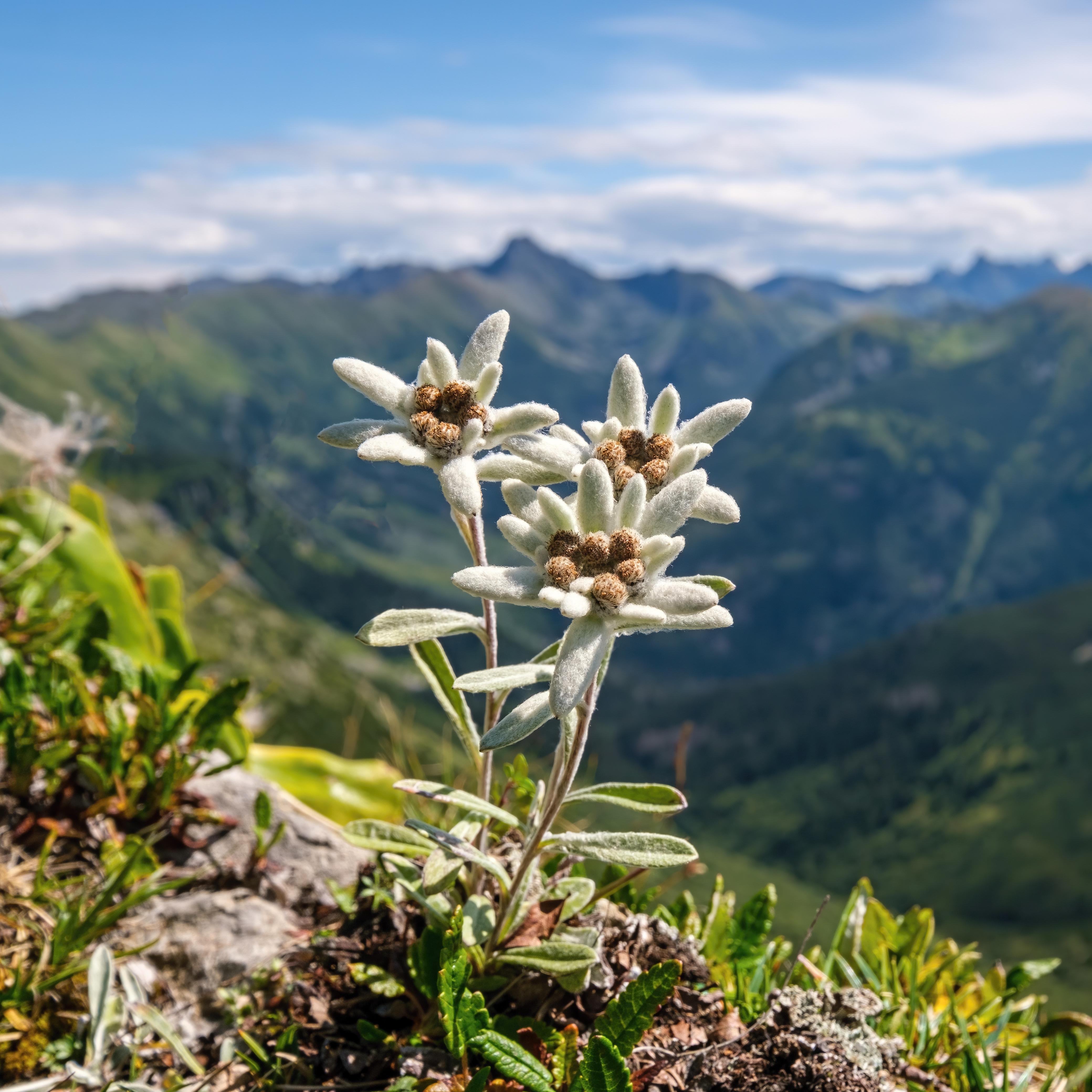 Ook in eigen tuin kun je best edelweiss laten groeien.