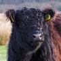 De Galloways verlaten het Elperstroomgebied omdat de wolf alle kalveren opeet. Slecht nieuws voor de unieke natuur.