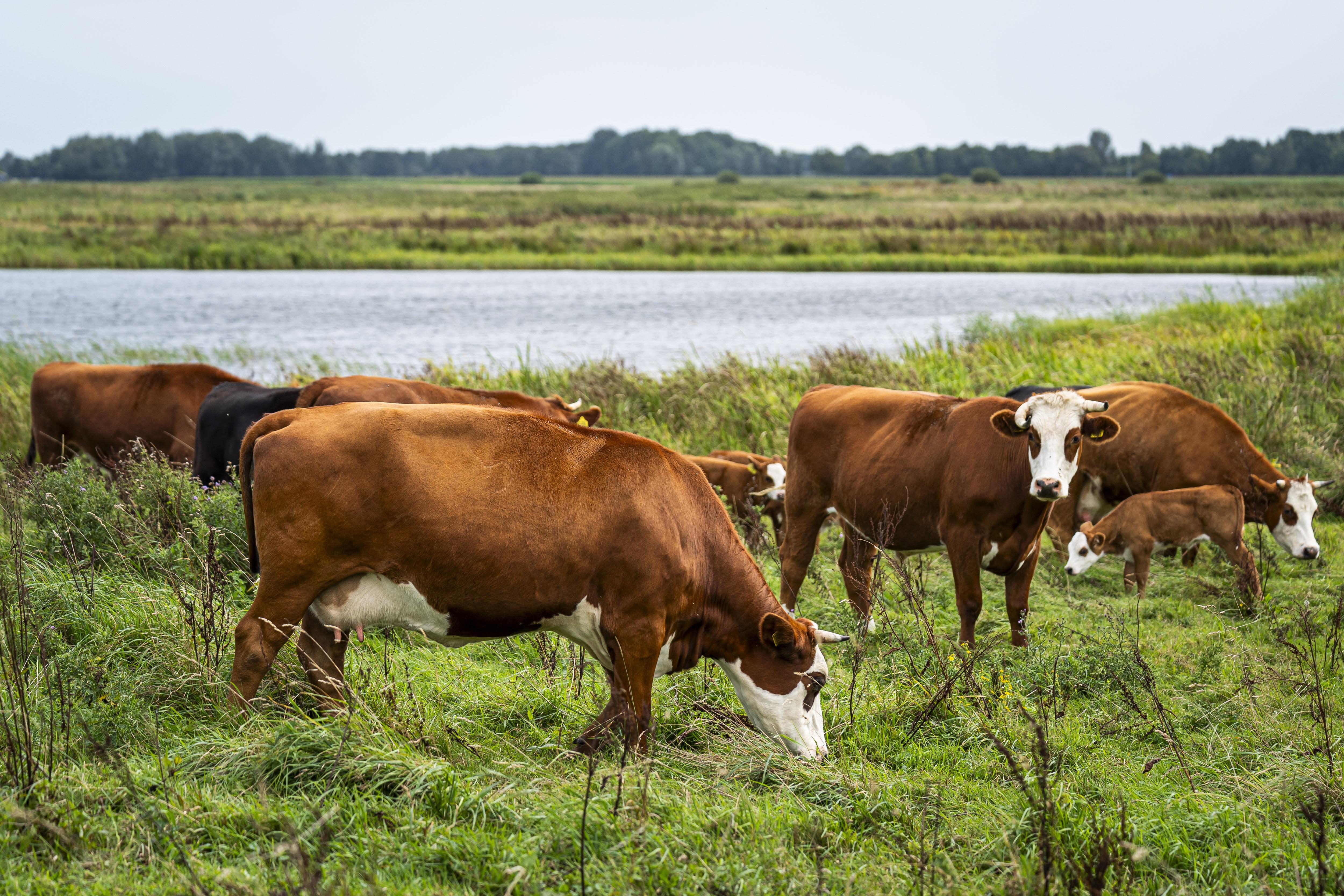 De blaarkoppen staan in natuurgebied Hunzedal.