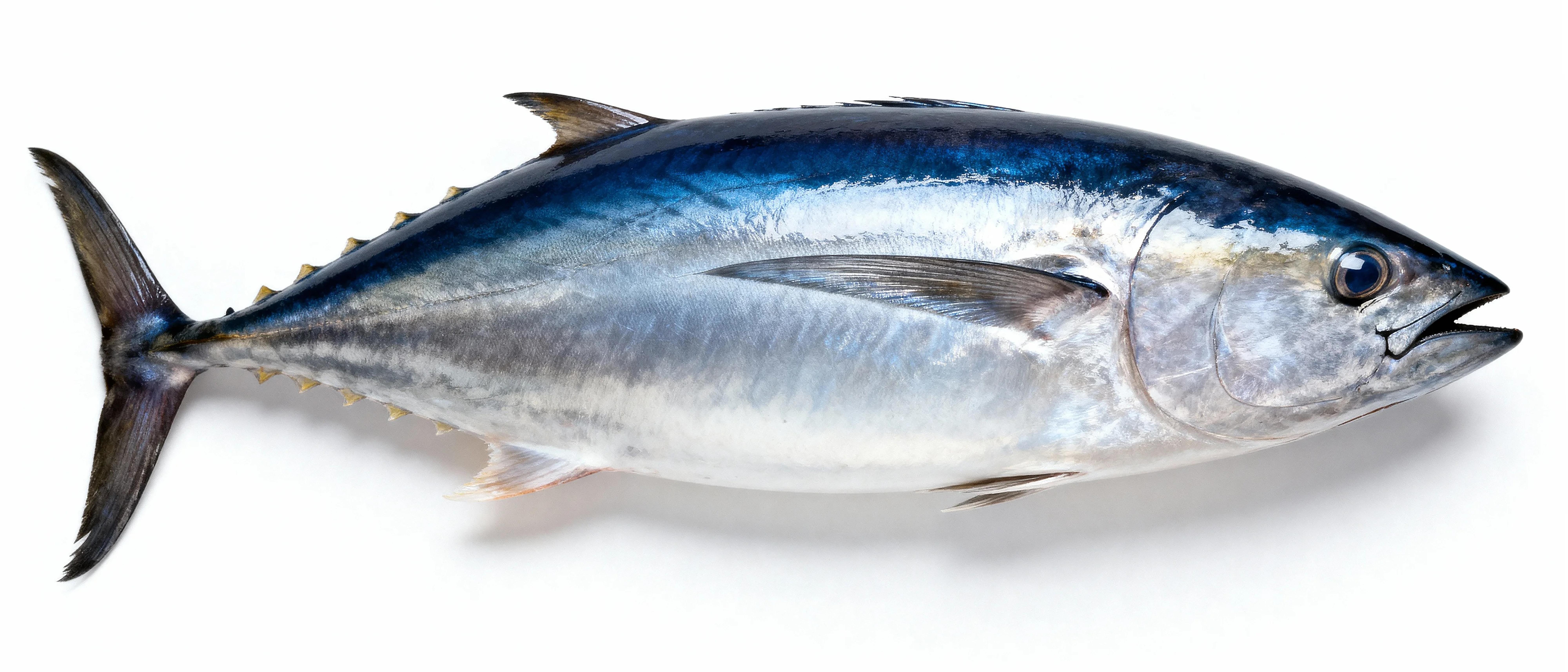 Blauwvintonijn.