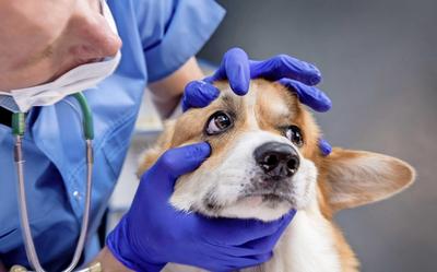 'Als baasjes vanwege de kosten de dierenarts mijden, zijn we ver van huis.'