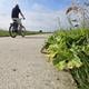 Berenklauw hangt over het fietspad tussen Winsum en Groningen.