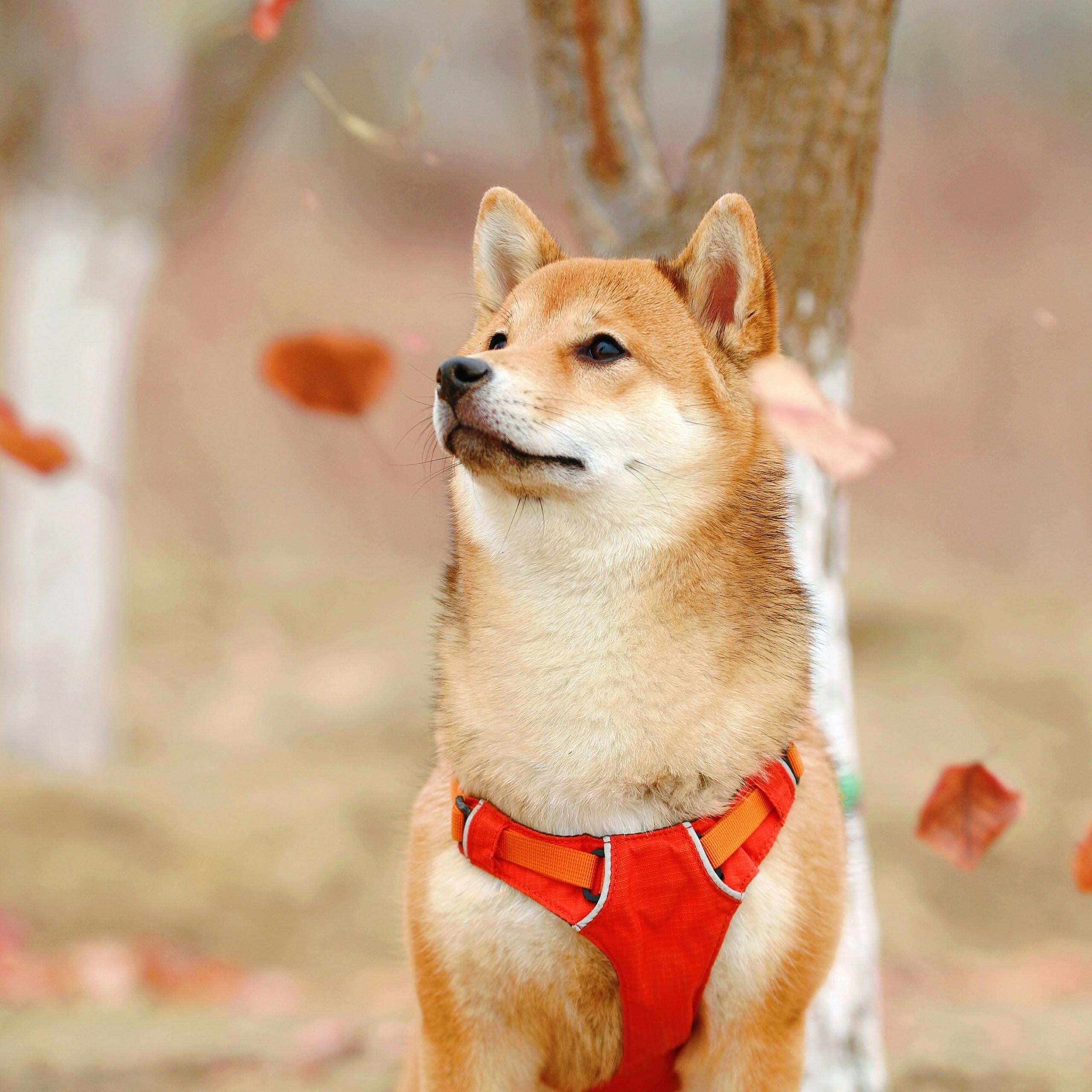 Een shiba inu. Dit is niet hond Ichi.