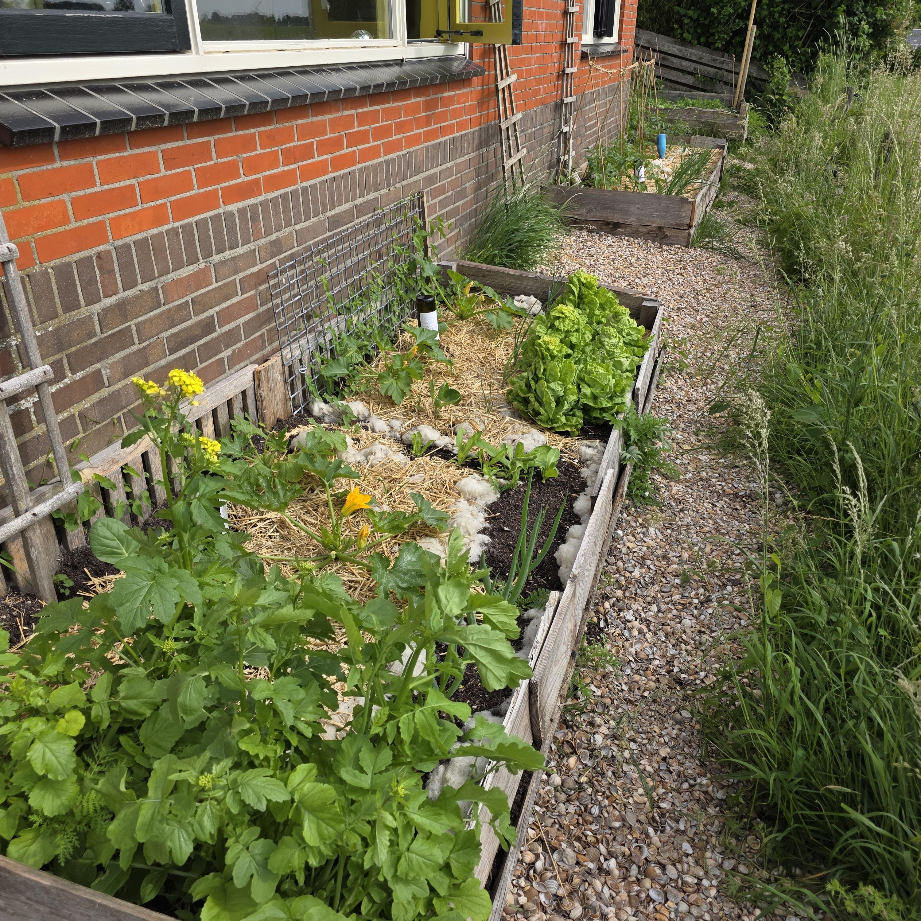 De tuin na twee weken vakantie in juni.